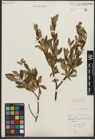 Foto von Salix phylicifolia L.